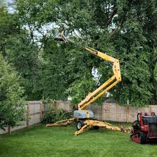 Best Hazardous Tree Removal  in Parkston, SD