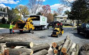 Best Hazardous Tree Removal  in Parkston, SD