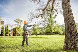 Best Tree Disease Treatment  in Parkston, SD