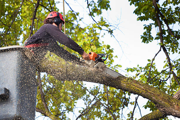 Best Fruit Tree Pruning  in Parkston, SD